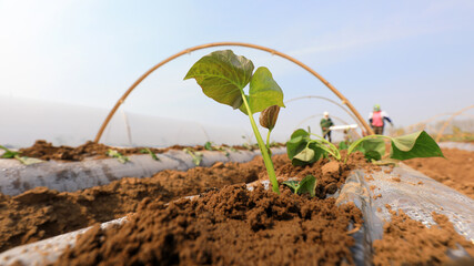 farmers are planting sweet potato seeds in the fields.