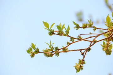 Fresh leaves of plants in the botanical garden, North China