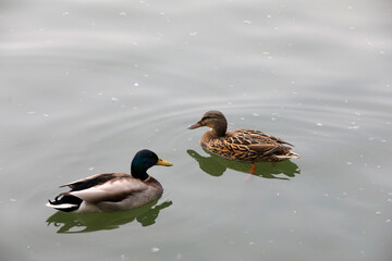Wild ducks live in ponds in Beijing