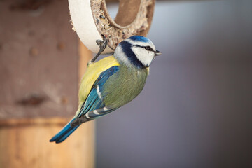 Blaumeise knabbert am Meisenring