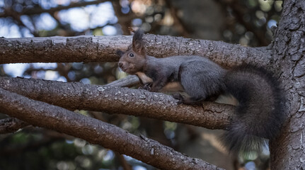 Black squirrel sitting on pine branches close-up.in wild nature