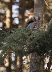 A black squirrel sits on the branches of a pine tree.in wild nature