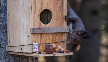Close-up of a black squirrel peeking into a feeding trough