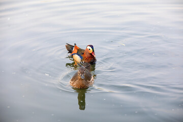 Beautiful waterbirds and mandarin ducks in the pond, Beijing