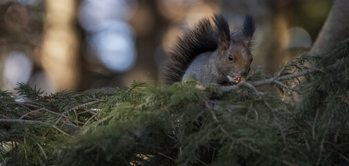 Black squirrel sits on pine branches close-up. It feeds on a nut.in wild nature