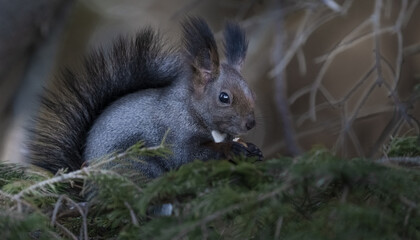 Naklejka na ściany i meble Black squirrel sits on pine branches close-up. It feeds on a nut.in wild nature