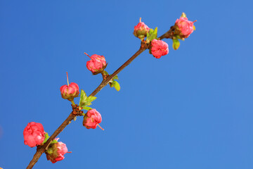 flowering plum flowers in the garden, North China