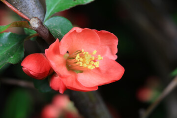 The flower of Begonia is in the botanical garden, North China
