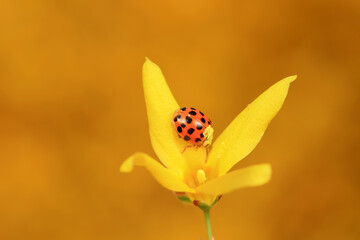 Harmonia axyridis grasps pollen on flowers, North China