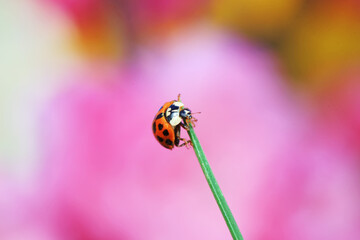 Harmonia axyridis crawls on plants, North China
