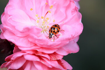 Harmonia axyridis crawls on plants, North China