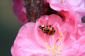 Harmonia axyridis crawls on plants, North China