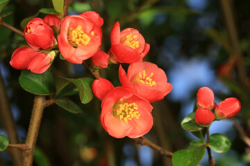 The flower of Begonia is in the botanical garden, North China