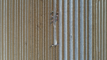 Farmers are planting sweet potato seedlings in the fields, North China