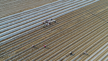 Farmers are planting sweet potato seedlings in the fields, North China