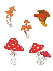 Cartoon Amanita muscaria fly agaric mushroom icon. Wild forest mushrooms in autumn, isolated vector illustration.