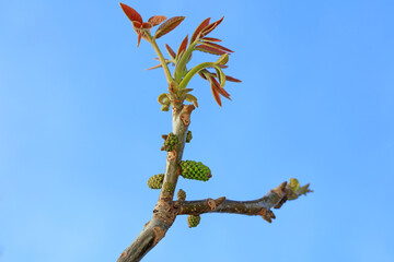 Walnut flowers are in the botanical garden, North China