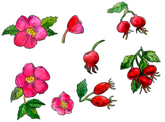 pink dogroses aquarelle elements. watercolor roses and berries with line