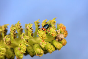Leaf beetle on wild plants, North China