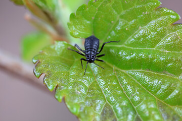 Aphids in the wild, North China