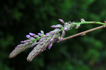 Wisteria flowers are in the botanical garden, North China