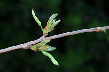 Wisteria flowers are in the botanical garden, North China