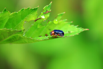 Fototapeta premium Leaf beetle on wild plants, North China