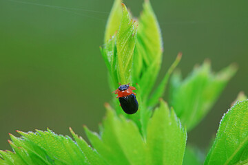 Leaf beetle on wild plants, North China