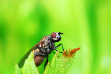 Flies on wild plants, North China