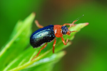 Leaf beetle on wild plants, North China