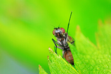 Flies on wild plants, North China