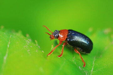 Fototapeta premium Leaf beetle on wild plants, North China