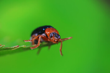 Leaf beetle on wild plants, North China
