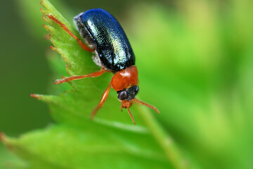Leaf beetle on wild plants, North China
