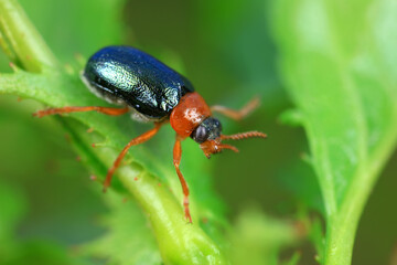 Leaf beetle on wild plants, North China