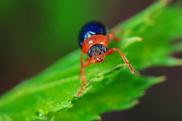 Leaf beetle on wild plants, North China