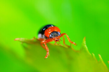 Leaf beetle on wild plants, North China