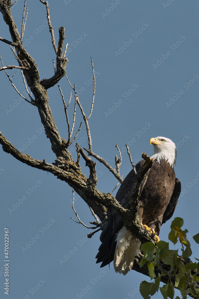 Poster Bald eagle at White Rock Lake, Dallas, Texas.