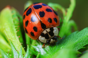 Ladybugs on wild plants, North China