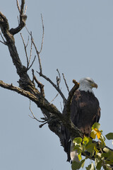Bald eagle at White Rock Lake, Dallas, Texas.