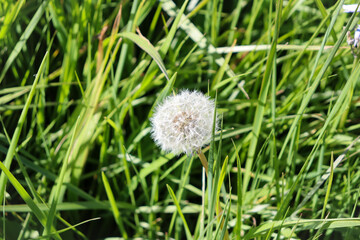 dandelion on green grass