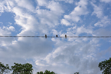 birds on the electric wire
