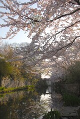 Fototapeta na wymiar Hachiman-bori canal with cherry blossom in full bloom