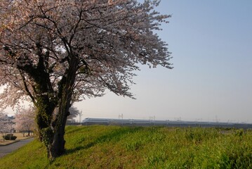 Japanese bullet train running countryside with cherry blossom in full bloom
