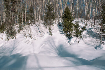 Winter forest. Snow in the forest. Winter landscape. Siberian forest. Taiga in the winter. Russian forest.