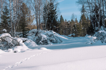 Winter forest. Snow in the forest. Winter landscape. Siberian forest. Taiga in the winter. Russian forest.