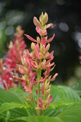 Megaskepasma is a monotypic genus of plants containing the single species Megaskepasma erythrochlamys, known by the common name Brazilian red cloak.