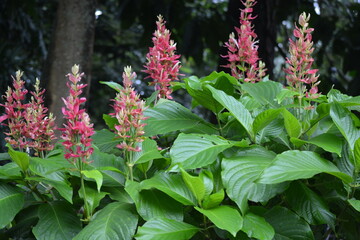 Obraz premium Megaskepasma is a monotypic genus of plants containing the single species Megaskepasma erythrochlamys, known by the common name Brazilian red cloak.