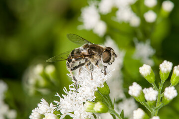 Side view of a Black-shouldered Drone Fly feeding on White Snakeroot flower.