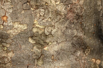 大木の幹の表面